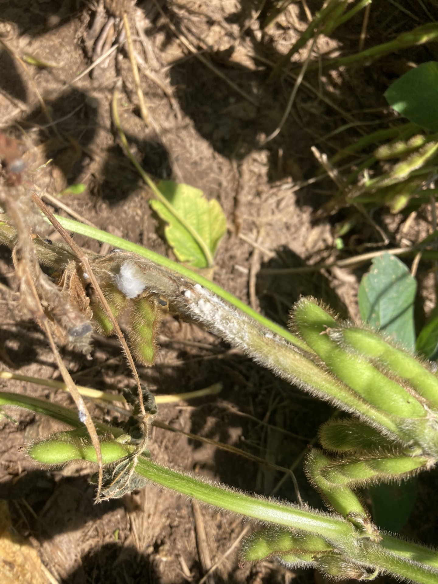 Fuzzy white mold visible at the base of a soybean stem.